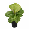 Big lime green leaves in a black pot